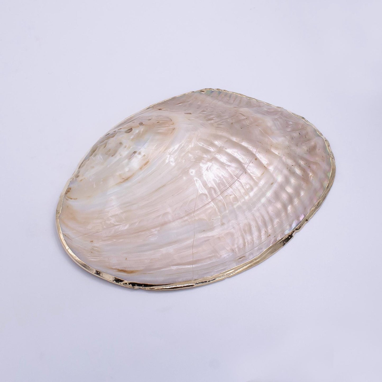 One of a Kind Decorative Giant Shell Dish Mother of Pearl Jewelry Tray Seashell Dish for Mix Bar Charm Jewelry Supply Booth Decoration P1894