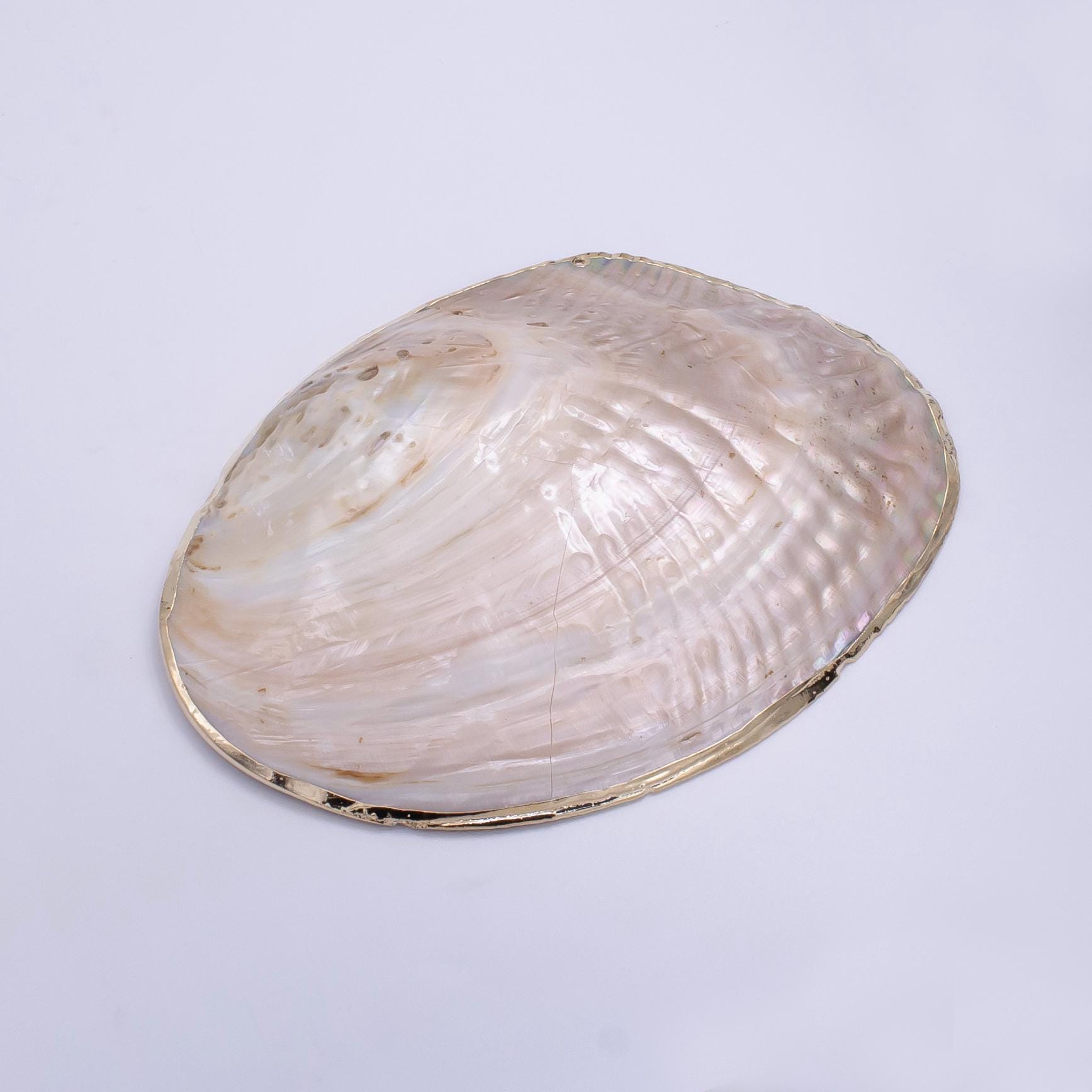 One of a Kind Decorative Giant Shell Dish Mother of Pearl Jewelry Tray Seashell Dish for Mix Bar Charm Jewelry Supply Booth Decoration P1894