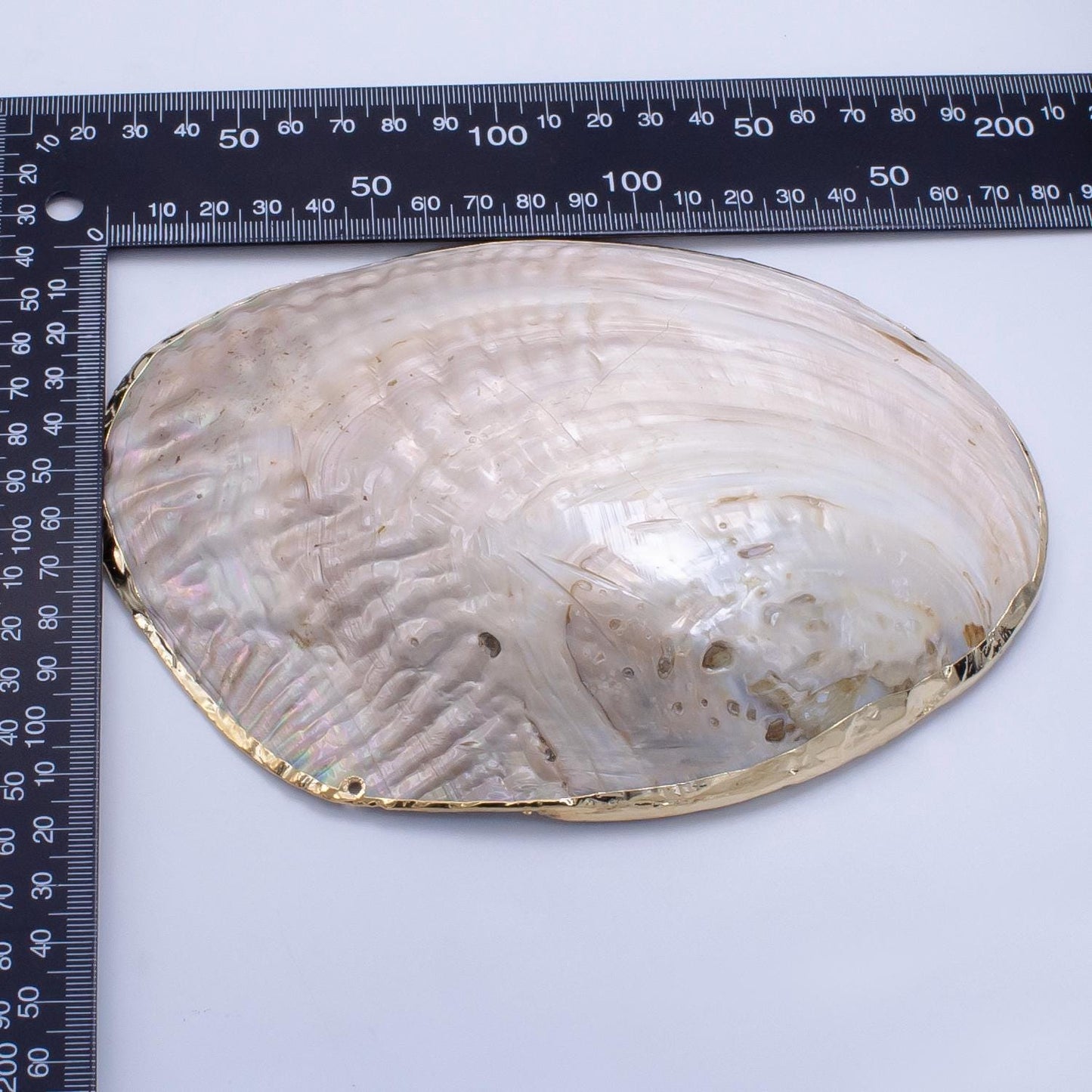 One of a Kind Decorative Giant Shell Dish Mother of Pearl Jewelry Tray Seashell Dish for Mix Bar Charm Jewelry Supply Booth Decoration P1894
