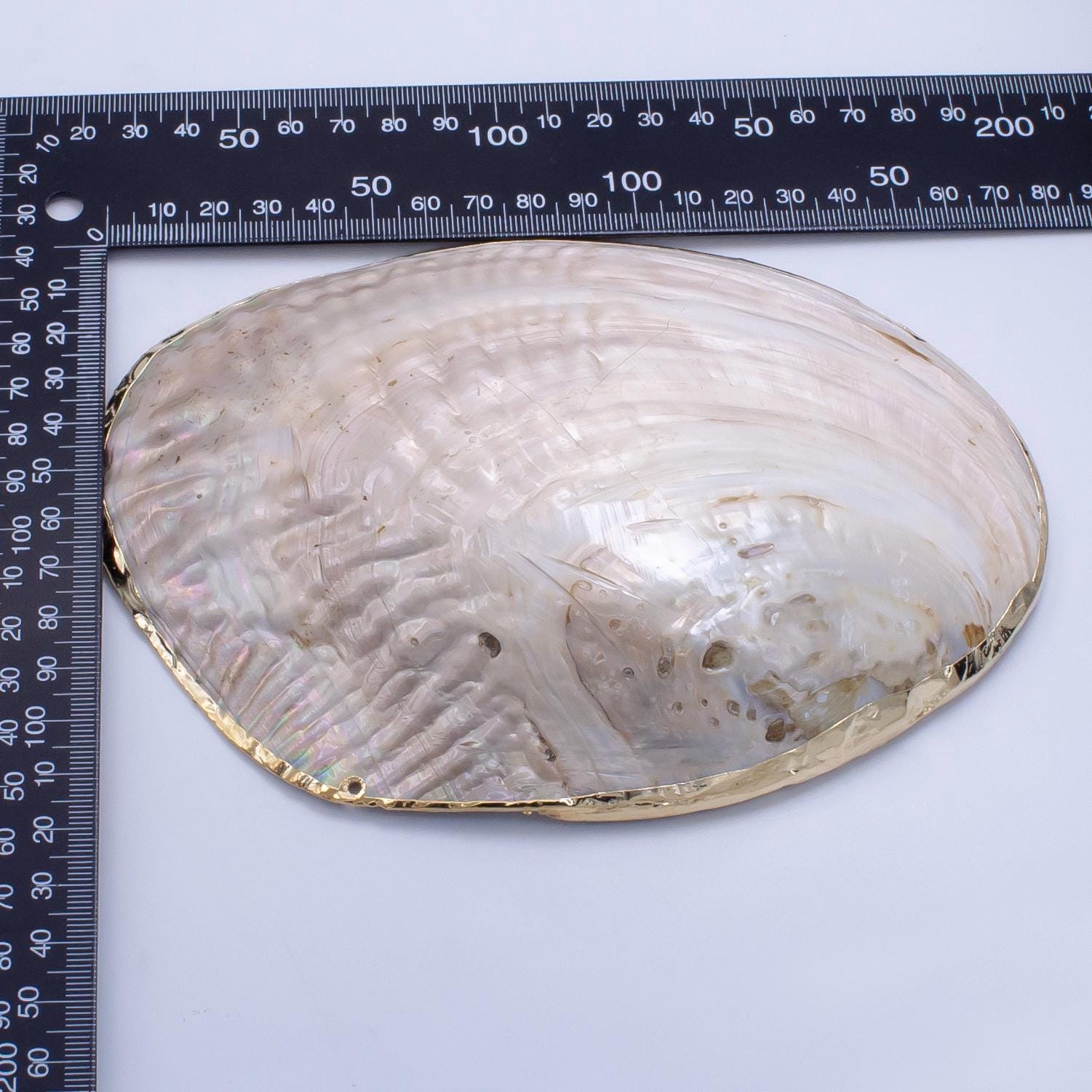 One of a Kind Decorative Giant Shell Dish Mother of Pearl Jewelry Tray Seashell Dish for Mix Bar Charm Jewelry Supply Booth Decoration P1894