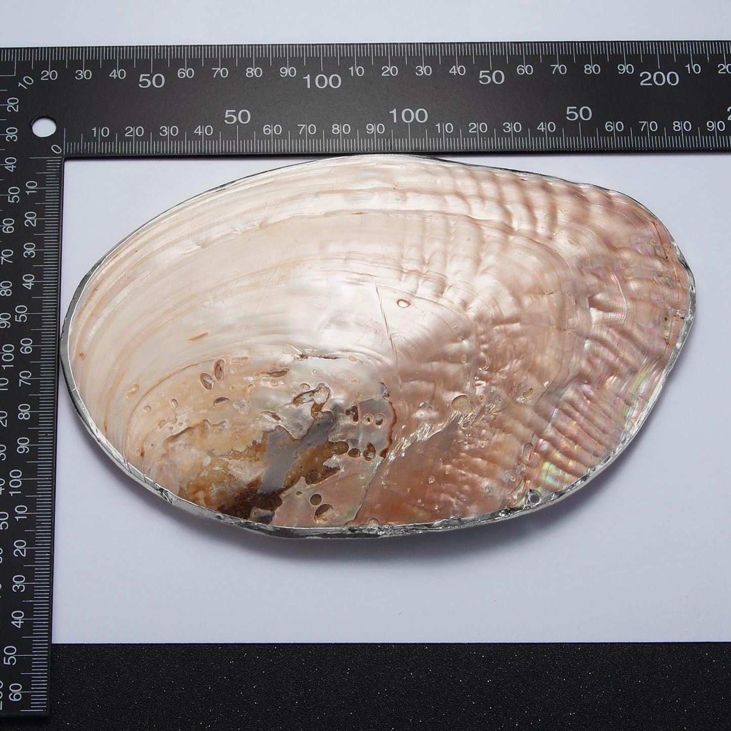 One of a Kind Decorative Giant Shell Dish Mother of Pearl Jewelry Tray Seashell Dish for Mix Bar Charm Jewelry Supply Booth Decoration P1894