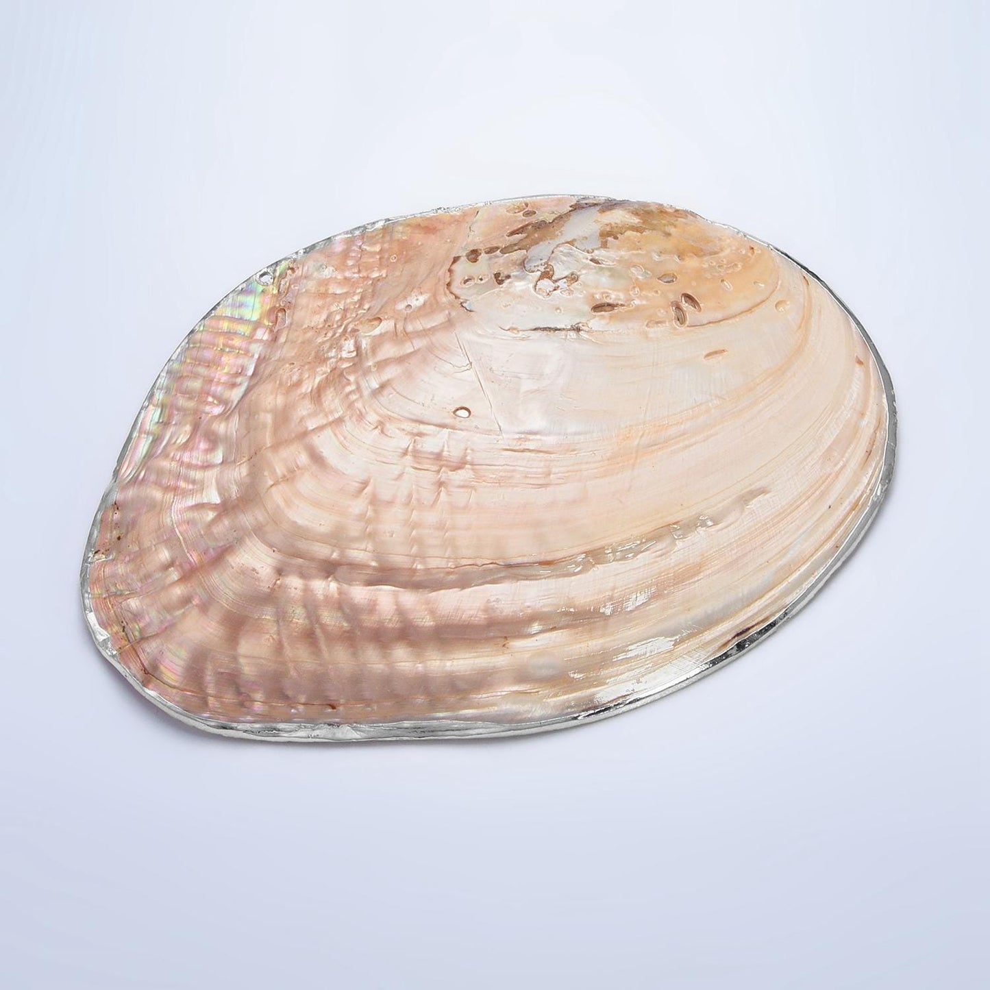 One of a Kind Decorative Giant Shell Dish Mother of Pearl Jewelry Tray Seashell Dish for Mix Bar Charm Jewelry Supply Booth Decoration P1894