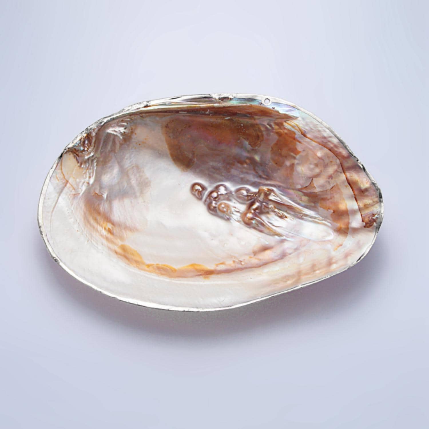 One of a Kind Decorative Giant Shell Dish Mother of Pearl Jewelry Tray Seashell Dish for Mix Bar Charm Jewelry Supply Booth Decoration P1894